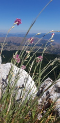 Dianthus caryophyllus
