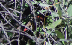 Lagonosticta senegala