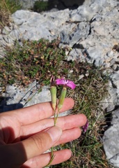 Dianthus caryophyllus