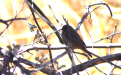 Lagonosticta senegala