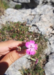 Dianthus caryophyllus