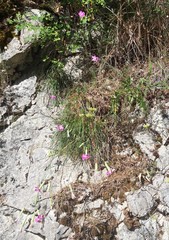 Dianthus caryophyllus