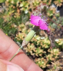 Dianthus caryophyllus