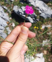 Dianthus caryophyllus