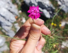 Dianthus caryophyllus