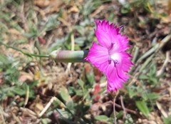 Dianthus caryophyllus
