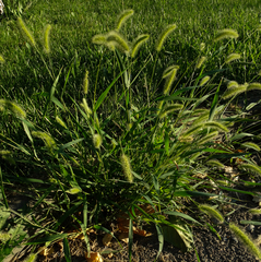 Setaria