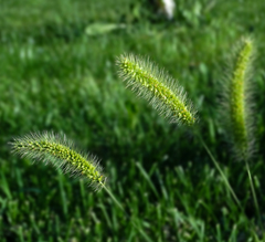 Setaria
