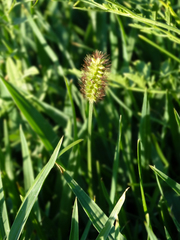 Setaria