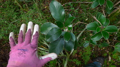 Brachyglottis buchananii