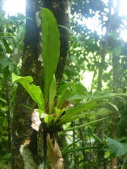 Asplenium serratum