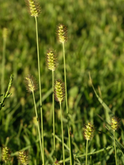Setaria