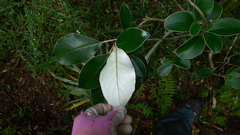 Brachyglottis buchananii