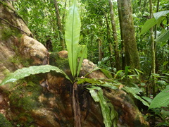 Asplenium serratum