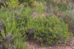 Roepera aurantiaca
