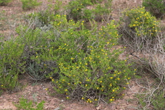 Roepera aurantiaca