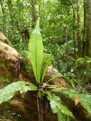 Asplenium serratum