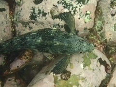 Aplodactylus lophodon