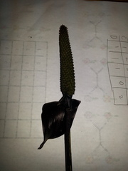 Anthurium watermaliense