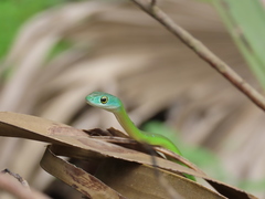 Philothamnus semivariegatus