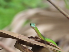 Philothamnus semivariegatus