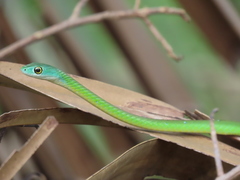 Philothamnus semivariegatus