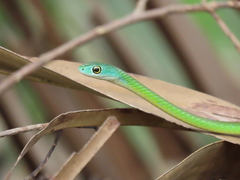 Philothamnus semivariegatus