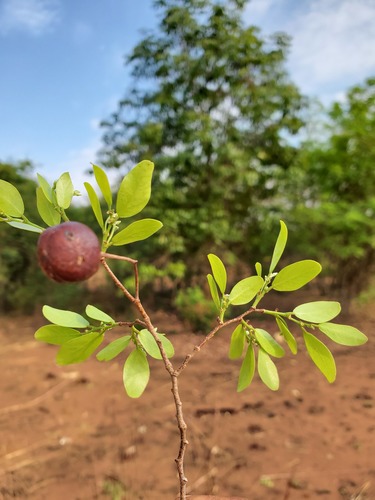 Baudouinia fluggeiformis