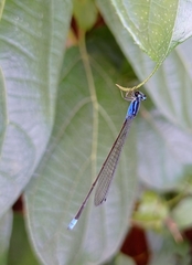 Archibasis oscillans