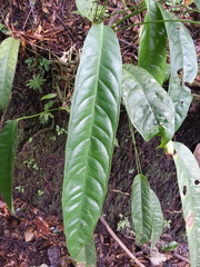 Anthurium testaceum