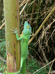 Anolis cuvieri
