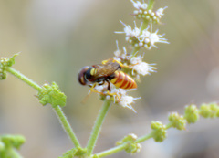Philanthus triangulum