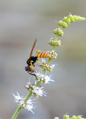Philanthus triangulum