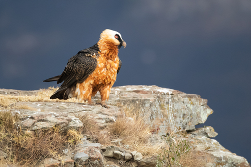 Gypaetus barbatus