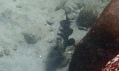 Epinephelus daemelii