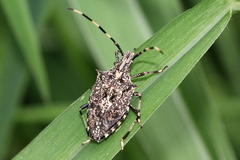 Alcaeus varicornis
