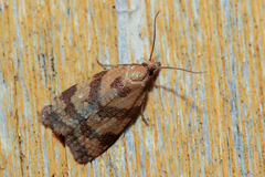 Sparganothis pilleriana