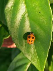 Harmonia dimidiata