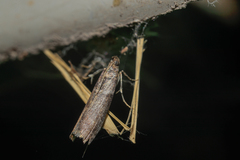 Laodamia faecella