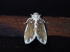 Pseudoadites frigida