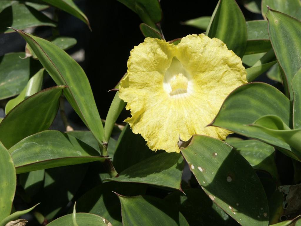 Monocostus