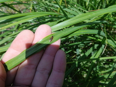 Monostegia abdominalis