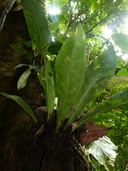 Anthurium salvinii