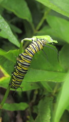 Danaus plexippus