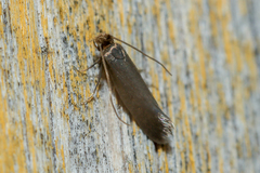 Monopis pallidella