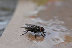 Sarcophaga carnaria