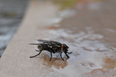 Sarcophaga carnaria