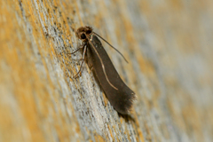 Monopis pallidella