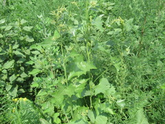 Atriplex sagittata