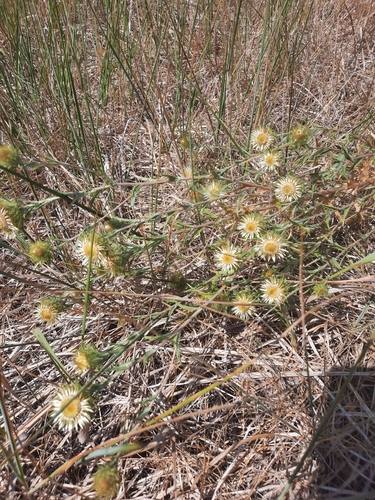 Carlina biebersteinii (Carlina biebersteinii)